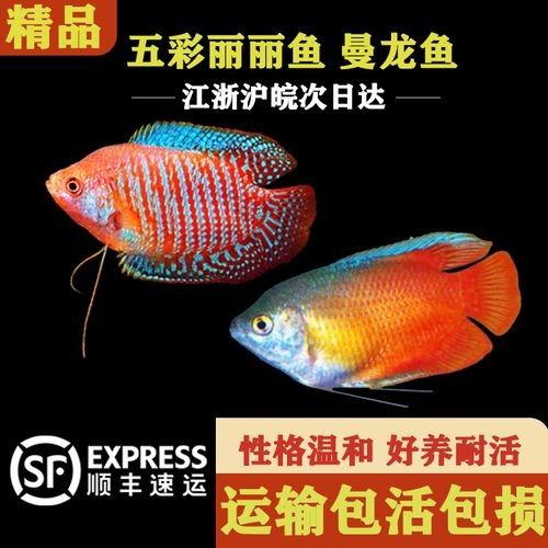 巴麗魚（巴麗魚是一種生活在熱帶和亞熱帶水域中的魚類，是許多水族愛好者的最愛）