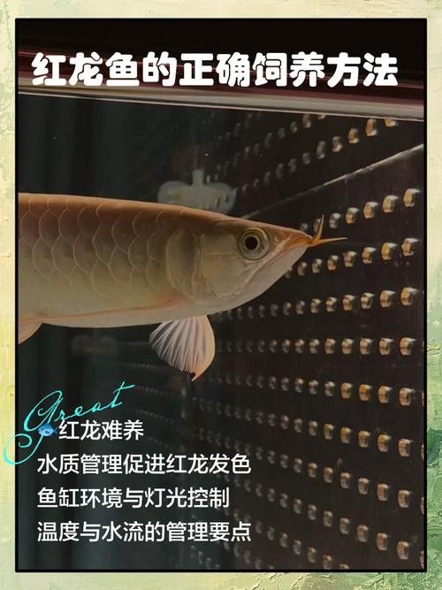 舟山紅龍魚（養(yǎng)紅龍10大忠告nova凱樞站紅龍魚的飼養(yǎng)技巧）