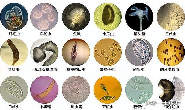 龍魚內外寄會自愈嗎（龍魚內外寄會自愈嗎30種龍魚疾病治療方法分享）
