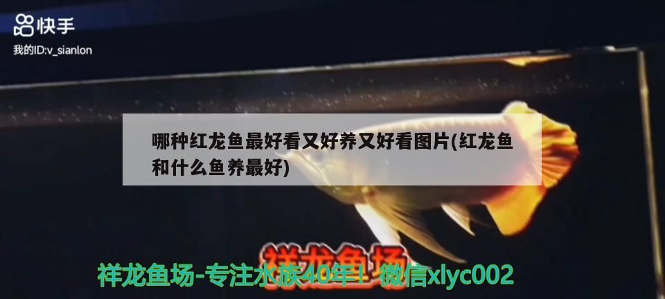 哪種紅龍魚最好看又好養又好看圖片(紅龍魚和什么魚養最好)（哪種紅龍魚最好看又好養又好看）
