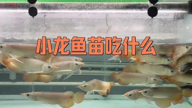 龍魚苗怎么養（怎么把龍魚苗養好）