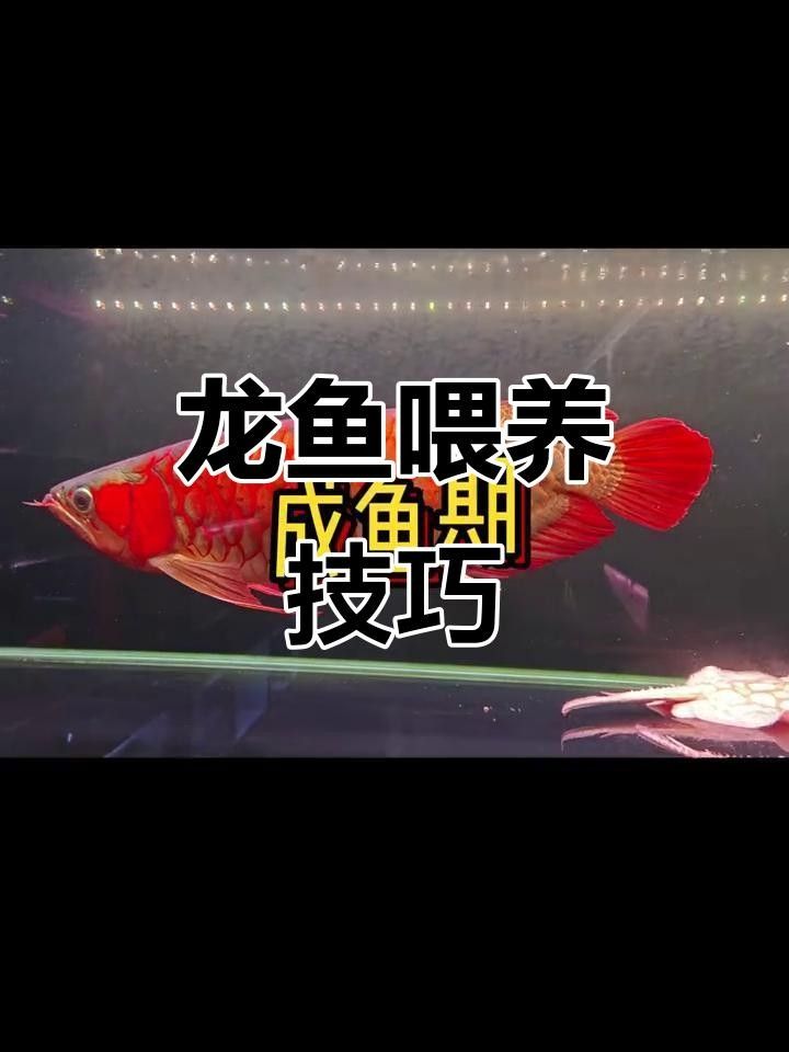 龍魚苗怎么養（怎么把龍魚苗養好）