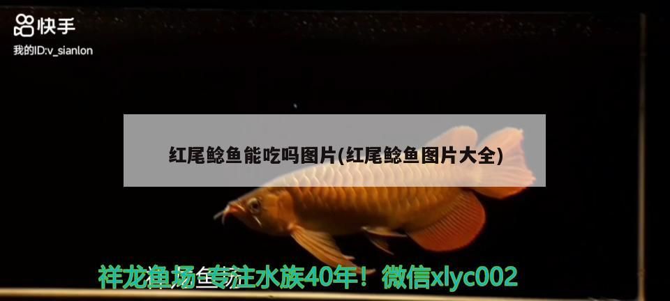 紅尾鯰魚能吃嗎圖片(紅尾鯰魚圖片大全)（紅尾鯰魚放生是否屬于違法行為）