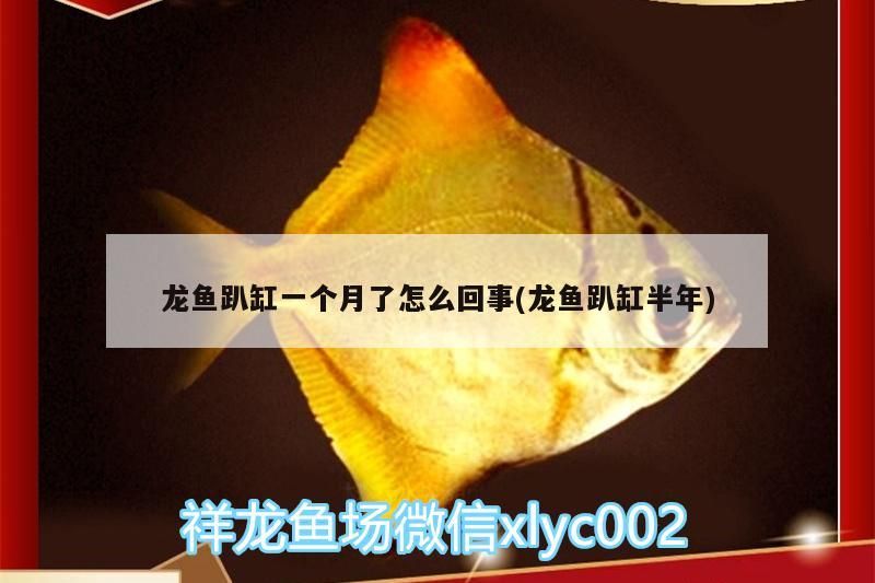 龍魚趴缸一個月了怎么回事(龍魚趴缸半年)（龍魚趴缸一個月了怎么回事）