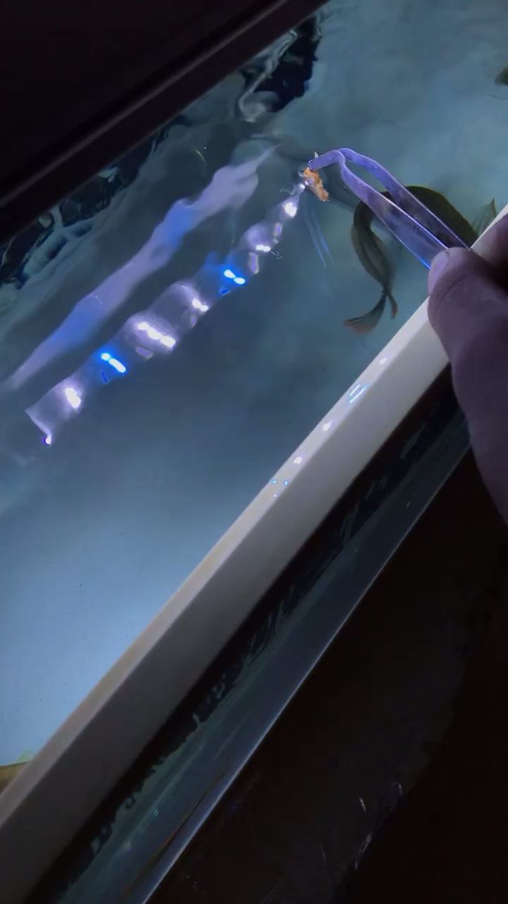巴音郭楞蒙古自治州觀賞魚市場到家37天的銀龍（到家37天的銀龍）