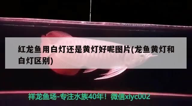 紅龍魚用白燈還是黃燈好呢圖片(龍魚黃燈和白燈區別)（紅龍魚用白燈還是黃燈好）