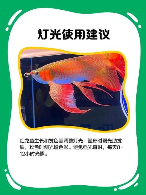 紅龍魚燈光擺放示意圖高清版（——龍魚燈光擺放示意圖高清版下載）
