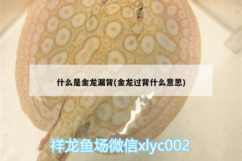 什么是金龍漏背(金龍過背什么意思)（過背金龍漏背的意思是什么意思過背金龍魚是什么意思） 什么是金龍漏背(金龍過背什么意思)（過背金龍漏背的意思是什么意思過背金龍魚是什么意思） 觀賞魚百科