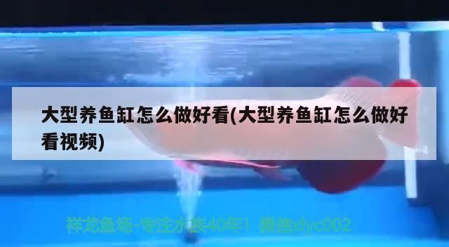 大型養(yǎng)魚缸怎么做好看(大型養(yǎng)魚缸怎么做好看視頻)（大型養(yǎng)魚缸怎么做好看）