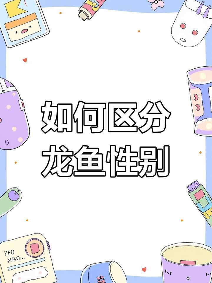 紅龍魚公母最簡單區分（養魚大全龍魚公母辨別誤區最全龍魚公母分辨全攻略） 紅龍魚公母最簡單區分（養魚大全龍魚公母辨別誤區最全龍魚公母分辨全攻略） 觀賞魚百科 第2張