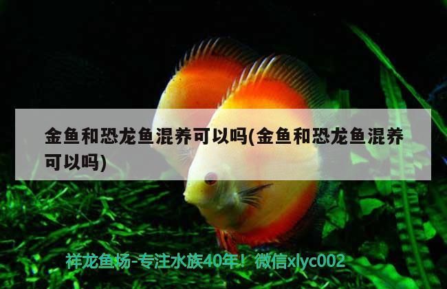 金魚和恐龍魚混養可以嗎(金魚和恐龍魚混養可以嗎)（金魚和恐龍魚混養可以嗎）