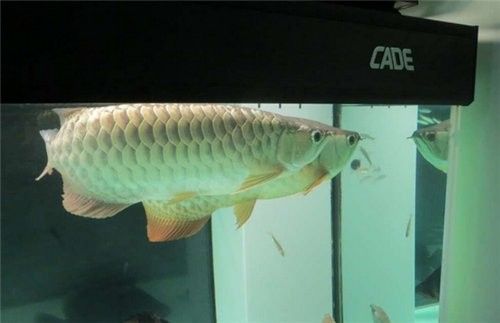 雙線魚和龍魚混養需要多大的魚缸