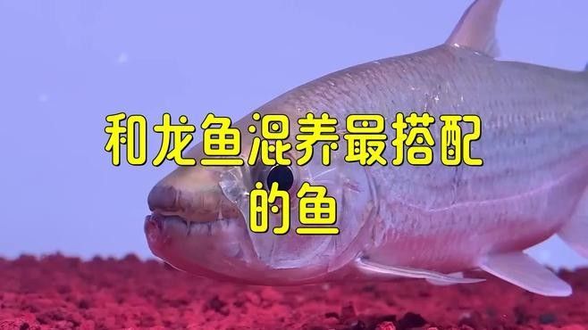 有哪些魚可以與龍魚和象鼻魚混養？（適合與龍魚和象鼻魚混養的魚有哪些）