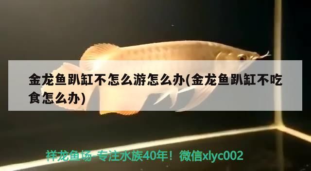 金龍魚趴缸不怎么游怎么辦(金龍魚趴缸不吃食怎么辦)（金龍魚趴缸不吃食怎么辦）