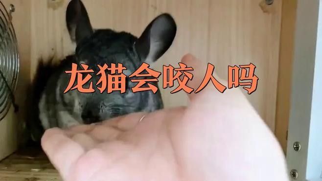 如何避免龍貓咬人？（龍貓為什么會咬人）