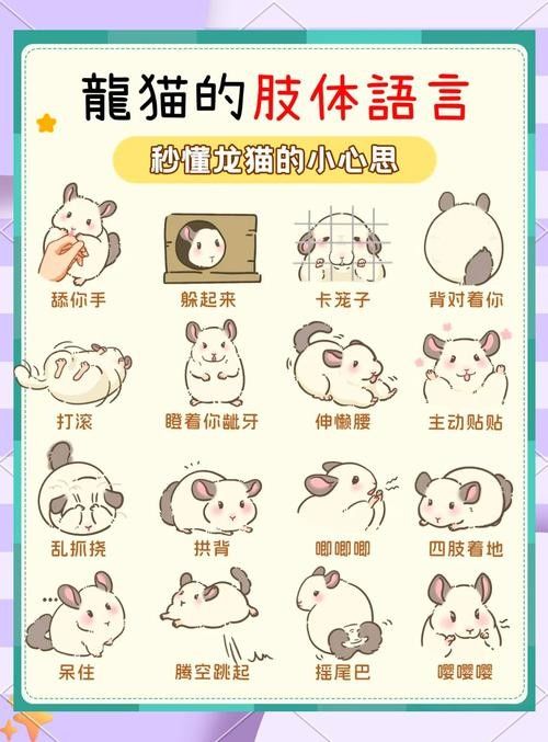 如何避免龍貓咬人？（龍貓為什么會咬人）