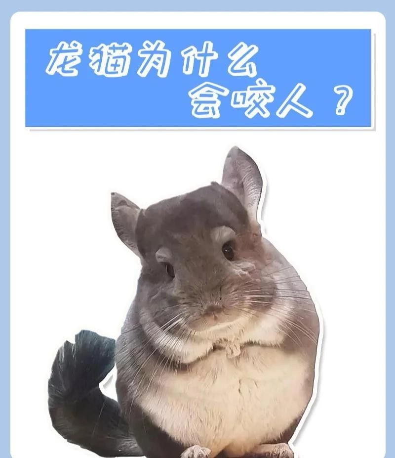 如何避免龍貓咬人？（龍貓為什么會咬人）