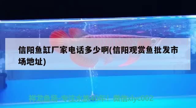 信陽魚缸廠家電話多少啊(信陽觀賞魚批發(fā)市場地址)
