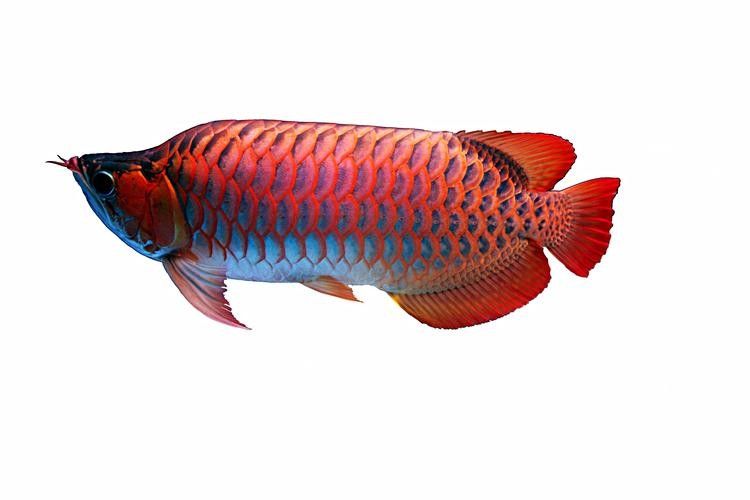哪里可以欣賞到野生紅金龍魚圖片（如何欣賞野生紅金龍魚的圖片）