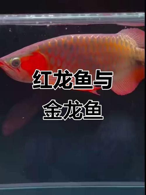 哪里可以欣賞到野生紅金龍魚圖片（如何欣賞野生紅金龍魚的圖片）