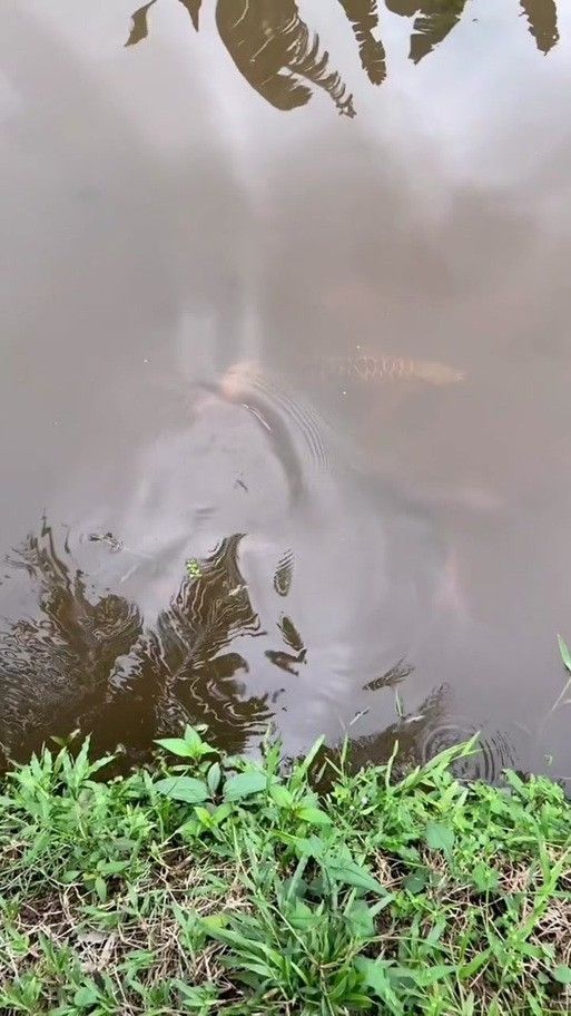 哪里可以欣賞到野生紅金龍魚圖片（如何欣賞野生紅金龍魚的圖片）