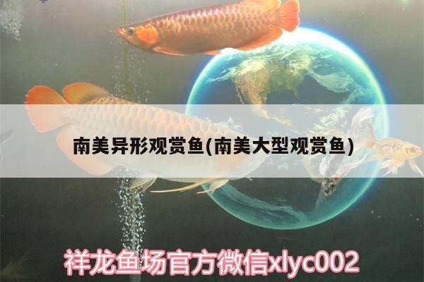 南美異形觀賞魚(南美大型觀賞魚)（南美異形觀賞魚和南美大型觀賞魚和南美大型觀賞魚的介紹）