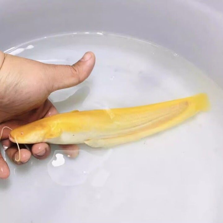貴港哪里可以買到龍魚？（貴港市哪里有專業的觀賞魚市場）