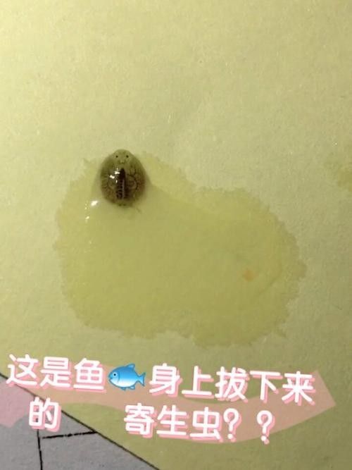 如何預防金龍魚感染寄生蟲？（如何有效預防金龍魚感染寄生蟲）