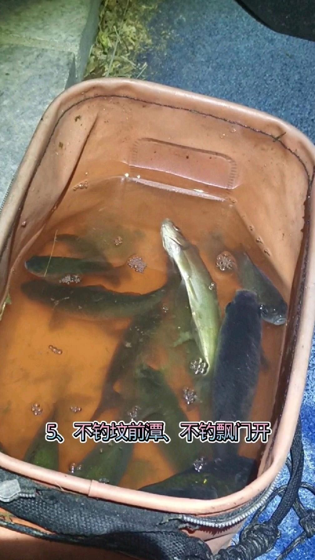 臨安青山湖可不可以夜釣魚（臨安青山湖可以夜釣嗎？）