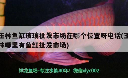 魚缸過濾器選購指南:自制魚缸過濾器魚缸上置過濾器對于養魚愛好者的必備知識 玉林魚缸玻璃批發市場在哪個位置呀電話(玉林哪里有魚缸批發市場)(玉林魚缸玻璃批發市場) 觀賞魚百科 玉林魚缸玻璃批發市場在哪個位置呀電話(玉林哪里有魚缸批發市場)(玉林魚缸玻璃批發市場) 玉林魚缸玻璃批發市場在哪個位置呀電話(玉林哪里有魚缸批發市場)(玉林魚缸玻璃批發市場) 觀賞魚百科