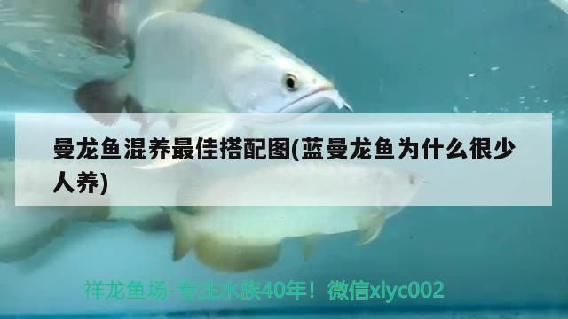 曼龍魚混養最佳搭配圖(藍曼龍魚為什么很少人養)（曼龍魚可以和什么魚混養）
