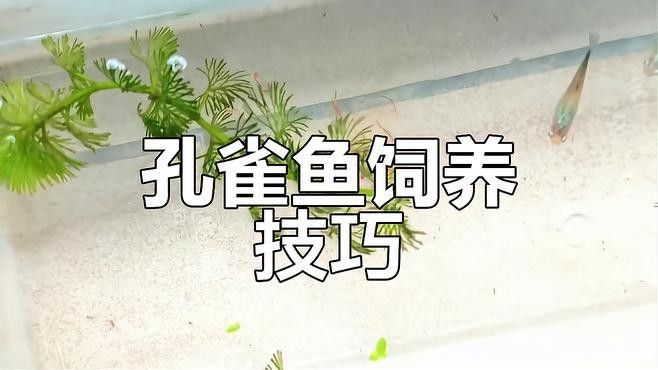 如何給孔雀龍魚提供均衡飲食（東莞市科萊博實驗室設備有限公司聽孔雀龍魚多久喂一次）