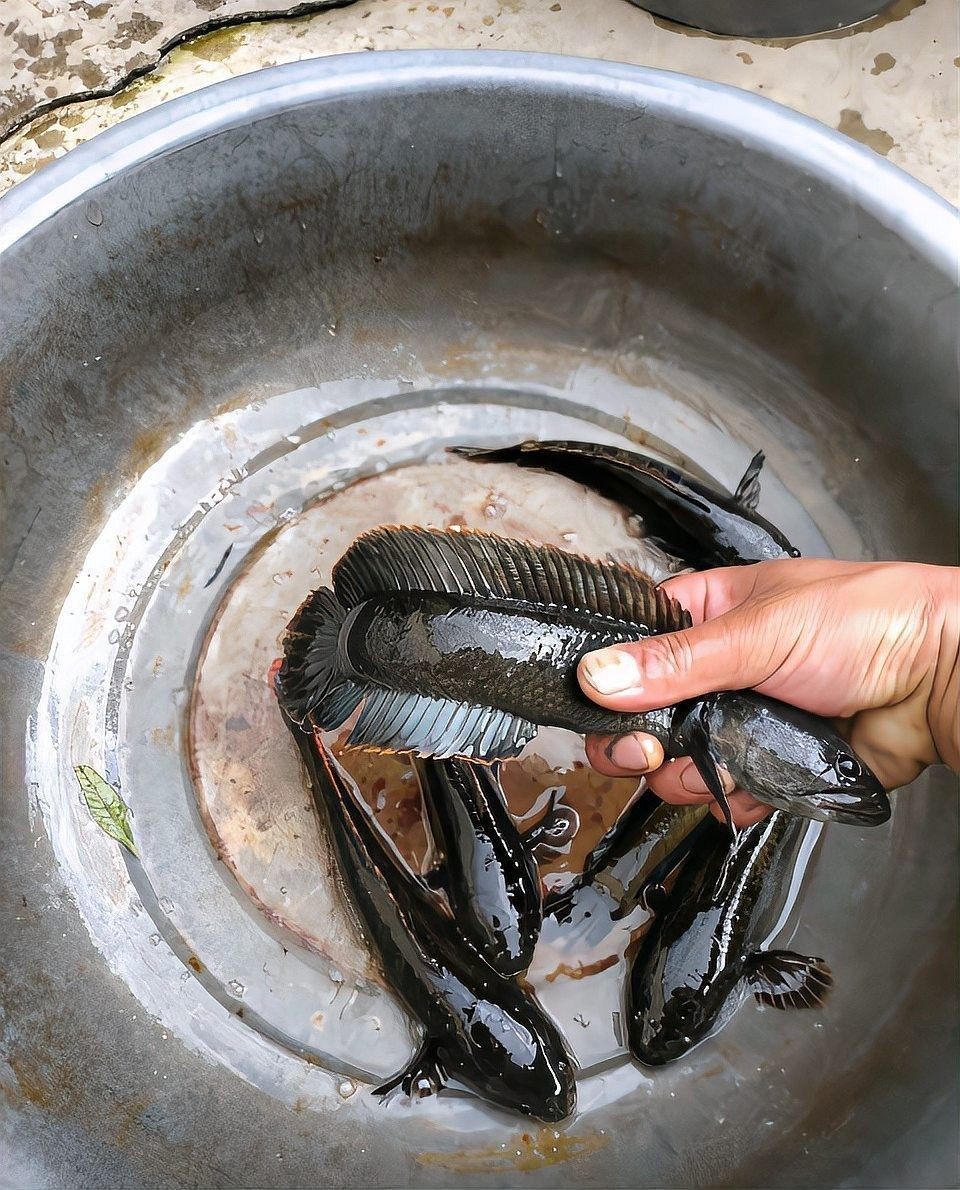 雷龍魚的原產地在哪里（養魚老道，小型觀賞魚中的霸主，雷龍魚你養過嗎） 雷龍魚的原產地在哪里（養魚老道，小型觀賞魚中的霸主，雷龍魚你養過嗎） 龍魚百科 第3張