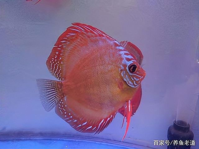 如何判斷七彩雷龍魚是否配對成功（七彩雷龍魚配對失敗怎么辦？）