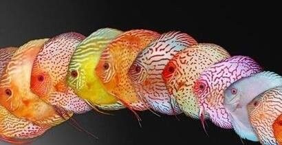 如何判斷七彩雷龍魚是否配對成功（七彩雷龍魚配對失敗怎么辦？）