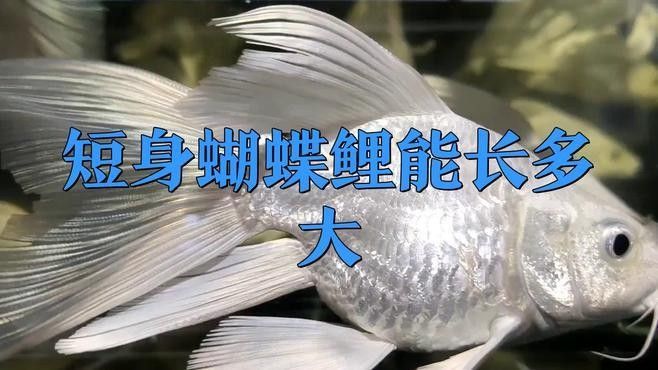 短身蝴蝶鯉的生長速度如何？（短身蝴蝶鯉生長迅速只需注意這幾點）