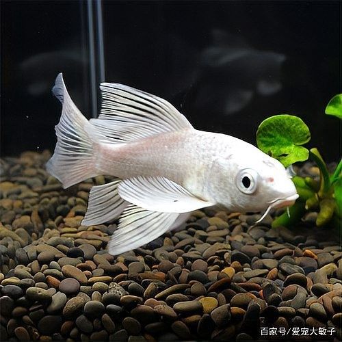 短身蝴蝶鯉的生長速度如何？（短身蝴蝶鯉生長迅速只需注意這幾點）