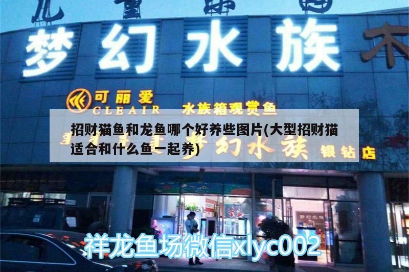 招財貓魚和龍魚哪個好養些圖片(大型招財貓適合和什么魚一起養)（招財貓魚和龍魚哪個好養） 招財貓魚和龍魚哪個好養些圖片(大型招財貓適合和什么魚一起養)（招財貓魚和龍魚哪個好養） 觀賞魚百科