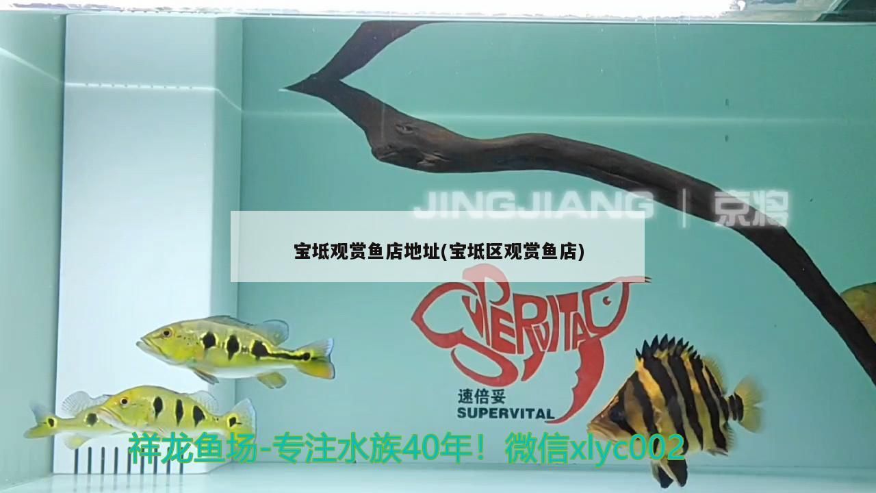 寶坻觀賞魚店地址(寶坻區觀賞魚店)（<strong><mark>北京</mark></strong>寶坻觀賞魚店地址）