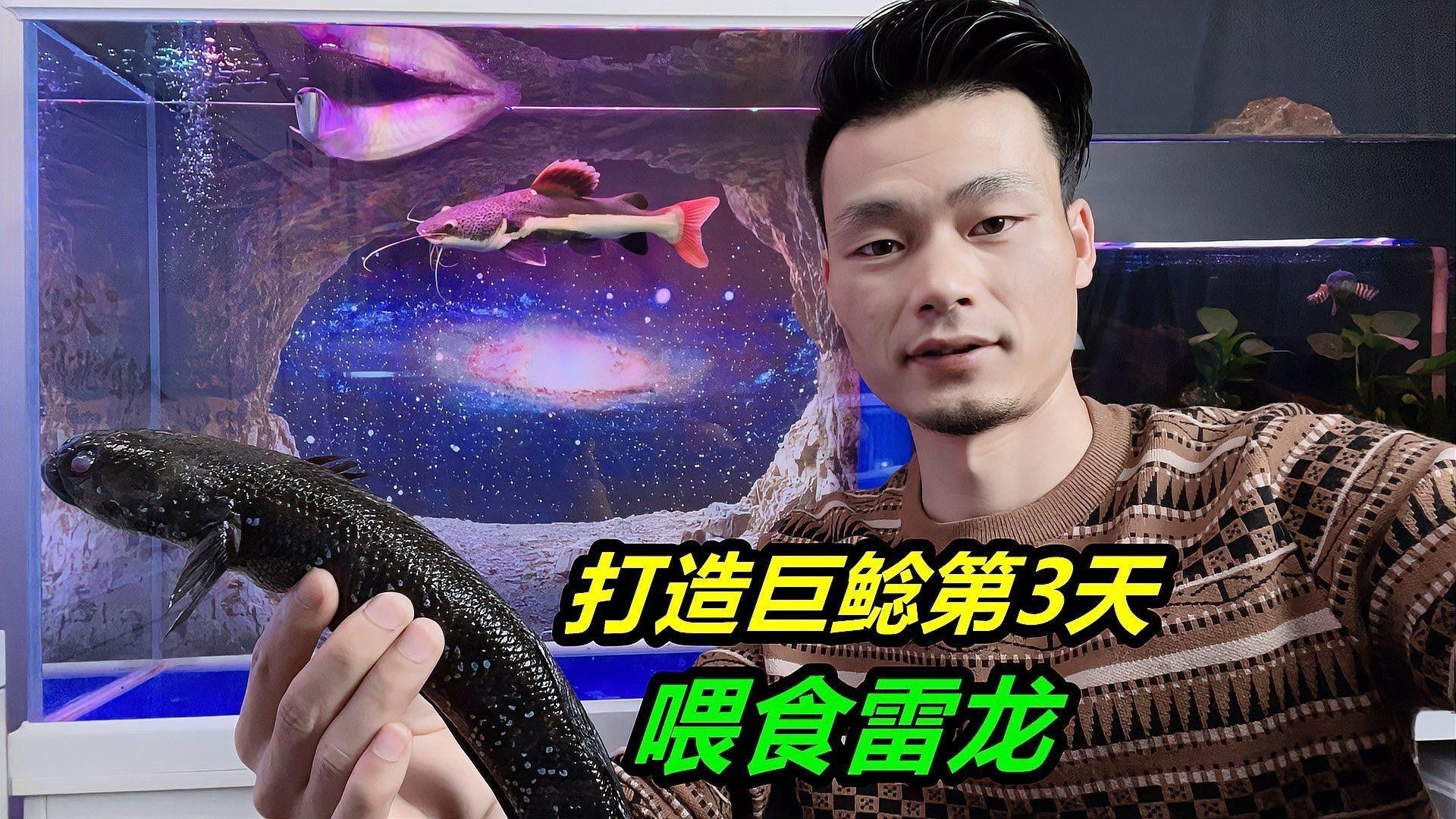 雷龍和招財貓混養需要多大的喂食量（雷龍和招財貓混養時，如何確保招財貓搶到食物？）