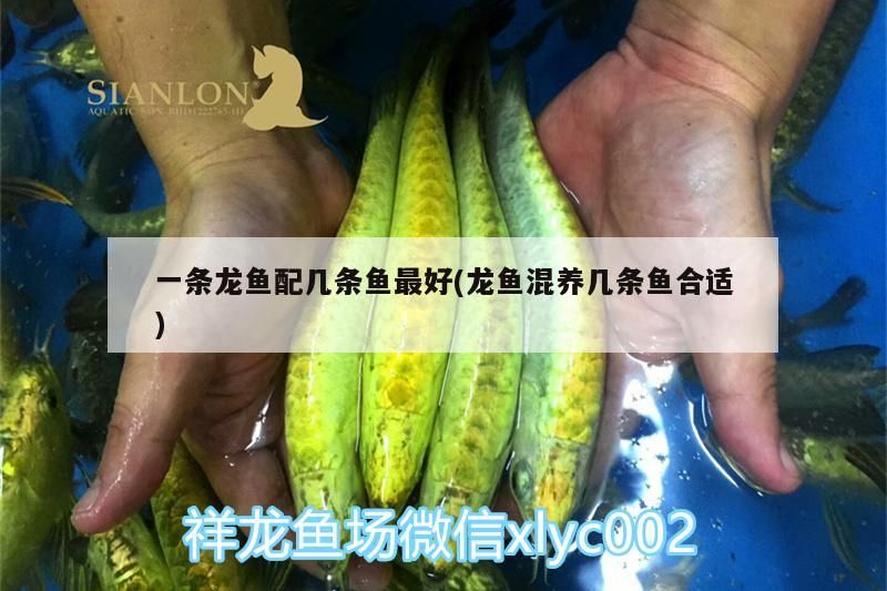一條龍魚配幾條魚最好(龍魚混養(yǎng)幾條魚合適)（一條龍魚配幾條魚合適）
