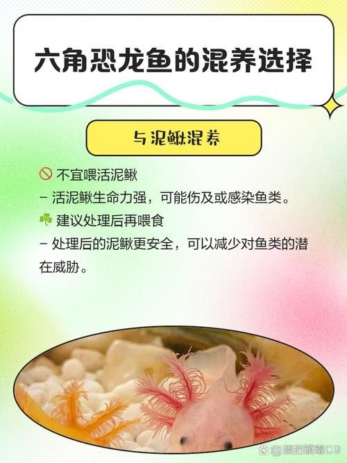 恐龍魚吃哪些活餌（六角恐龍魚喂食指南笑點低的寵物君,恐龍魚飼養(yǎng)全攻略）