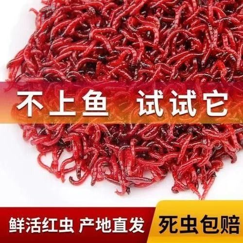 恐龍魚吃哪些活餌（六角恐龍魚喂食指南笑點低的寵物君,恐龍魚飼養(yǎng)全攻略）