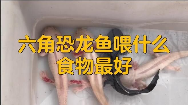 恐龍魚吃哪些活餌（六角恐龍魚喂食指南笑點低的寵物君,恐龍魚飼養(yǎng)全攻略）