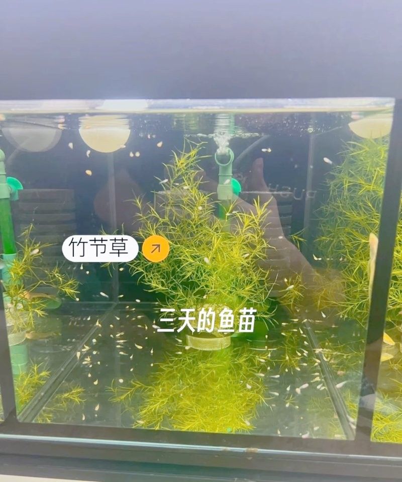 新魚檢疫期間需要喂食嗎？（養(yǎng)魚新手必知的7個要點）