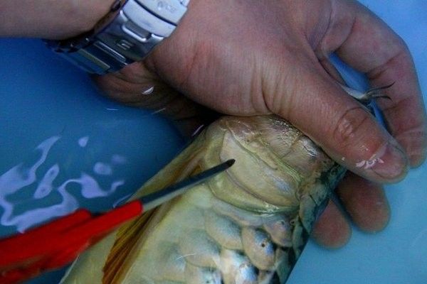 金龍魚(yú)麻醉后需要多久恢復(fù)（金龍魚(yú)在麻醉后的恢復(fù)期可能需要1-2天）