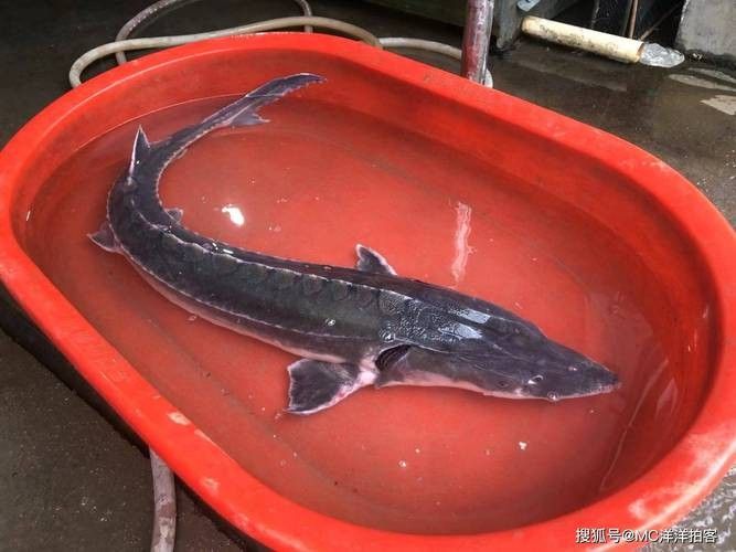 給我一張鱘龍魚的圖片（\
