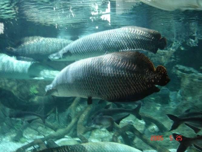 給我一張鱘龍魚的圖片（\