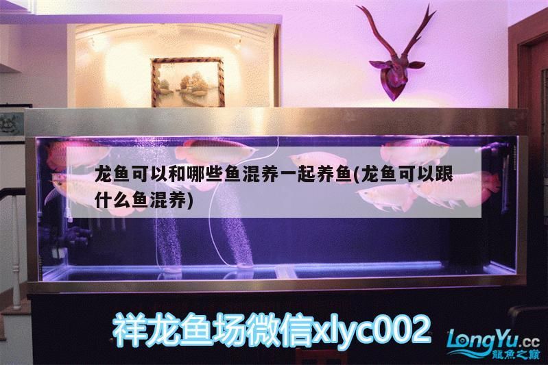 龍魚可以和哪些魚混養一起養魚(龍魚可以跟什么魚混養)（龍魚可以和哪些魚混養一起養）