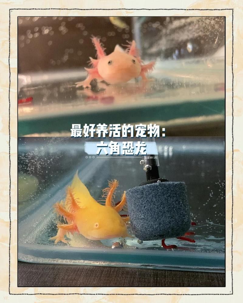 六角龍魚多久換一次水？（六角恐龍魚幾天換一次水）